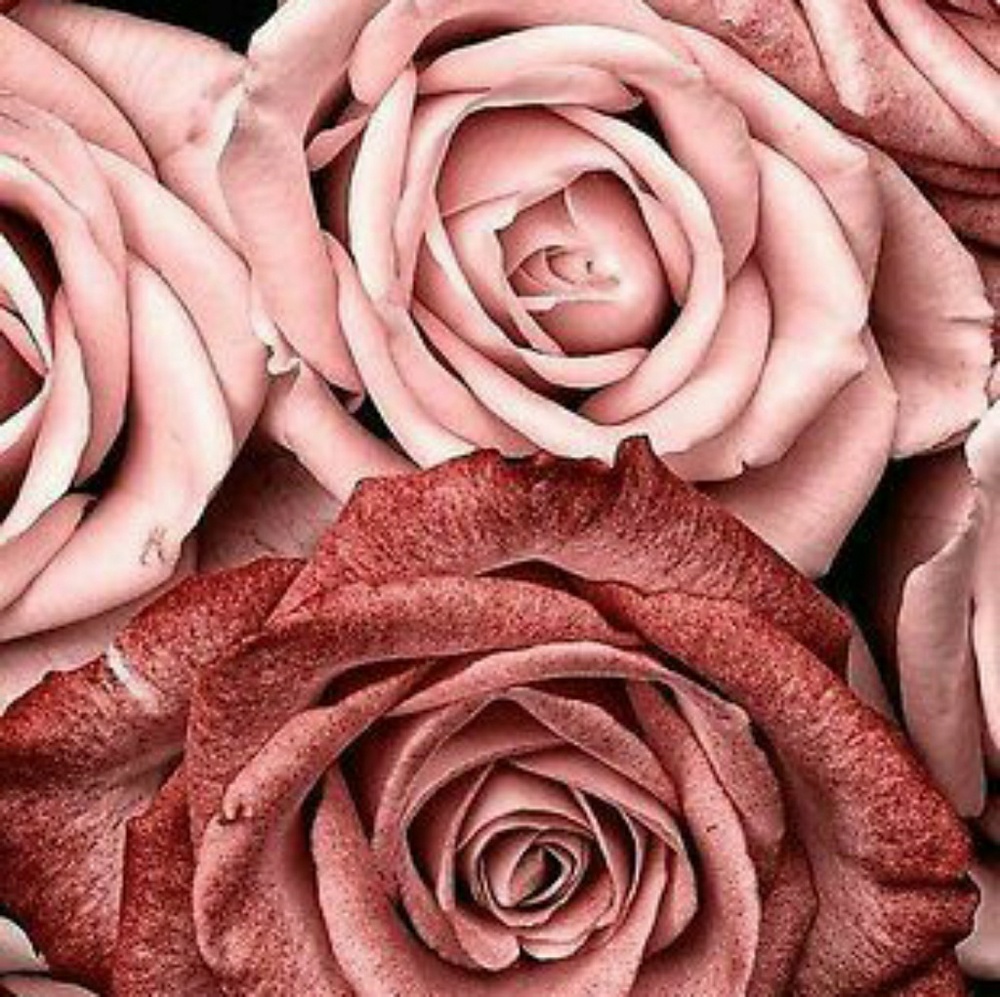 Meet your Posher, Joana